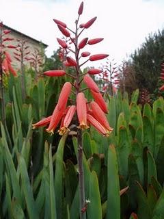 La Ruta de las Camelias: El jardín de La Saleta.