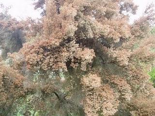 La Ruta de las Camelias: El jardín de La Saleta.