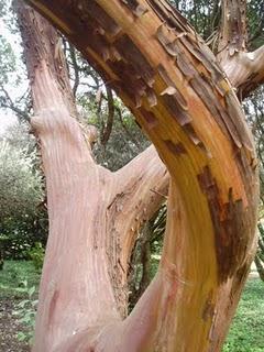 La Ruta de las Camelias: El jardín de La Saleta.