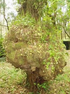 La Ruta de las Camelias: El jardín de La Saleta.