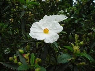 La Ruta de las Camelias: El jardín de La Saleta.