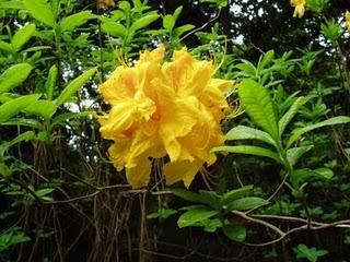La Ruta de las Camelias: El jardín de La Saleta.