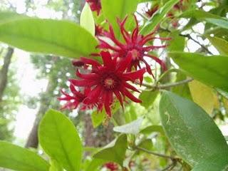 La Ruta de las Camelias: El jardín de La Saleta.