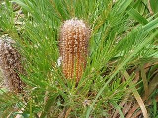 La Ruta de las Camelias: El jardín de La Saleta.