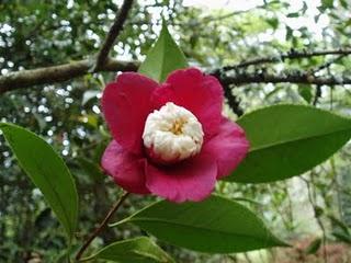 La Ruta de las Camelias: El jardín de La Saleta.