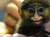 bicoca winner. (Lee quieres saber estoy hablando).