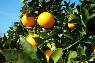 Naranjo dulce ayuda al sistema inmunologico,diuretico,elimina gripe