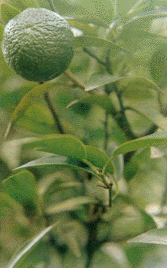 Naranjo  agrio excelente para perdida de peso,tranquilizante, y aumenta el apetito