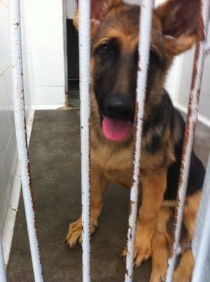 Cachorrita paralitica en la perrera, sacrifican el 25 de mayo. (Madrid)