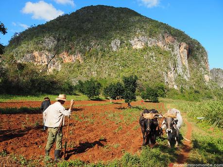 ▷ Comenta sobre 4 lugares emocionantes para visitar en Cuba (y uno para evitar) por Mike Mr-and-Mrs-Romance-where-to-go-in-Cuba-.Vinales-tobacco-farms ▷ Comenta sobre 4 lugares emocionantes para visitar en Cuba (y uno para evitar) por Mike