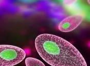 Diagnóstico tratamiento toxoplasmosis