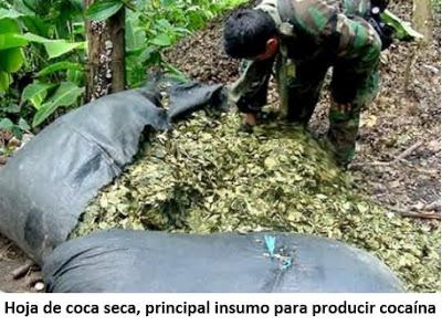 Desde Perú: Cultivos Ilegales de Coca Siguen Ganando Terreno. Desde Perú: Cultivos Ilegales de Coca Siguen Ganando Terreno.