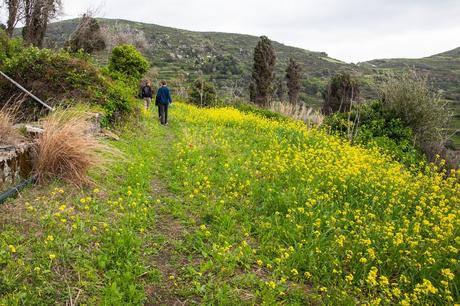Faded-Trail-in-Naxos.jpg.optimal ▷ Recorriendo el sendero de la aldea de Naxos: Melanes, Myli y los Kouroi