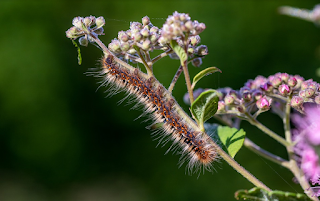Inflamación ocular después de encontrarse con una oruga.