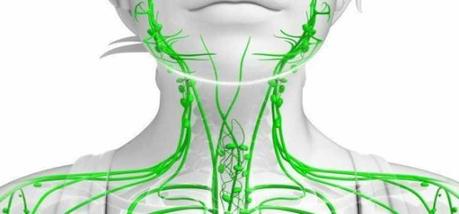 Sistema linfático Funciones del sistema linfático