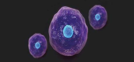 Sistema linfático Linfocitos T