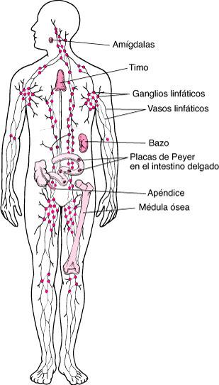 Sistema linfático Esquema del sistema linfático (ganglios)