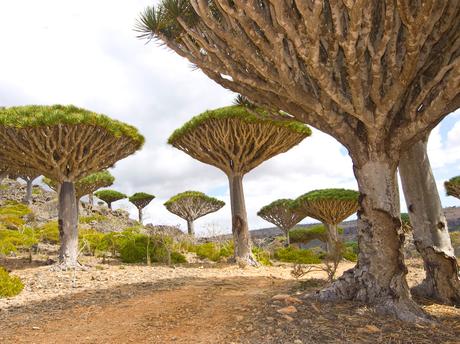 La-Isla-de-Socotra-destinos-exoticos-y-viajes-para-aventureros La Isla de Socotra, destinos exóticos y viajes para aventureros