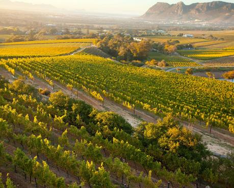 ▷ Las mejores bodegas de los viñedos del cabo de Sudáfrica wine-22 ▷ Las mejores bodegas de los viñedos del cabo de Sudáfrica