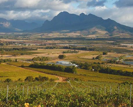 ▷ Las mejores bodegas de los viñedos del cabo de Sudáfrica wine-25 ▷ Las mejores bodegas de los viñedos del cabo de Sudáfrica