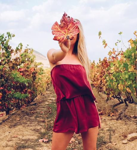 ▷ Las mejores bodegas de los viñedos del cabo de Sudáfrica wine-10 ▷ Las mejores bodegas de los viñedos del cabo de Sudáfrica