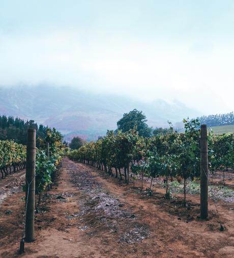 ▷ Las mejores bodegas de los viñedos del cabo de Sudáfrica wine-14 ▷ Las mejores bodegas de los viñedos del cabo de Sudáfrica