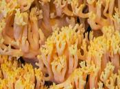 Seta coral