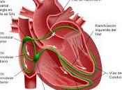 Nueva terapia para reactivar vías eléctricas corazón,