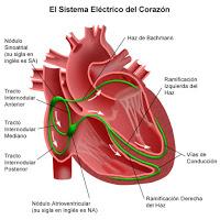 Nueva terapia para reactivar las vías eléctricas del corazón,
