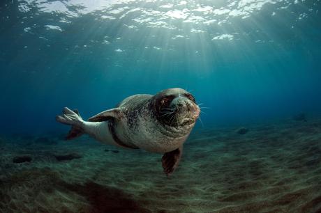 La foca monje reduce su riesgo de extinción y vislumbra esperanzas gracias a la cooperación internacional