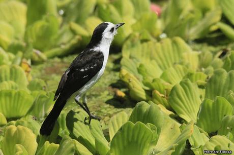 Viudita blanca (Fluvicola albiventer) Viudita blanca (Fluvicola albiventer)