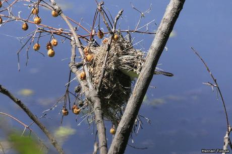 Viudita blanca (Fluvicola albiventer)