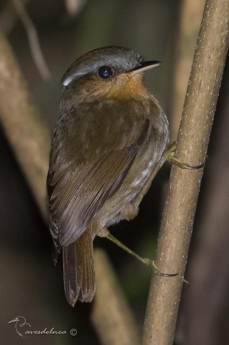 Chupadientes (Rufous Gnateater) Conopophaga lineata