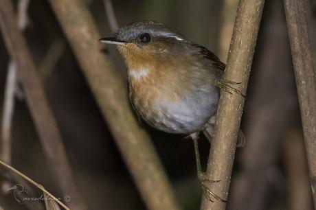 Chupadientes (Rufous Gnateater) Conopophaga lineata