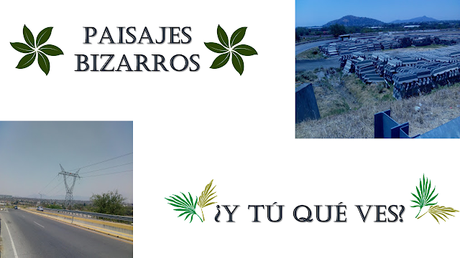 EL   DIARIO DEL CONEJO: ¿ Y tú qué ves?