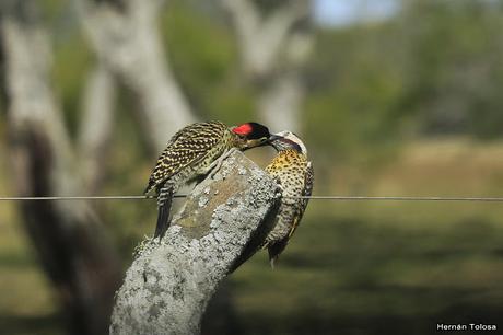 Trifulca entre dos carpinteros reales