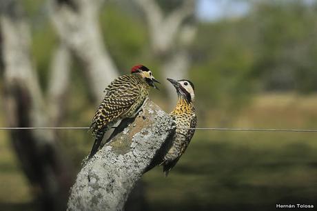 Trifulca entre dos carpinteros reales