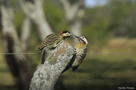 Trifulca entre dos carpinteros reales