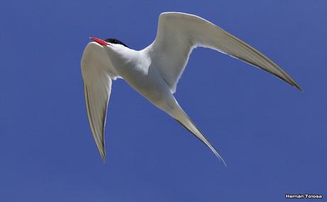 Gaviotinera en Punta Loma