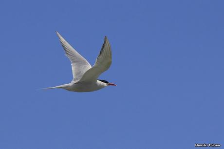 Gaviotinera en Punta Loma