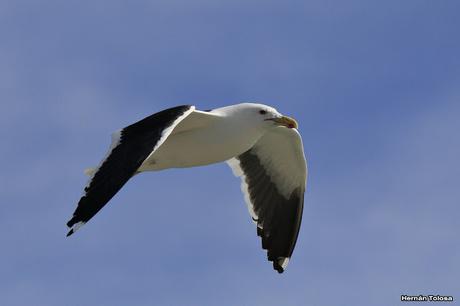 Gaviotinera en Punta Loma