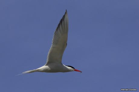 Gaviotinera en Punta Loma