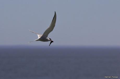 Gaviotinera en Punta Loma