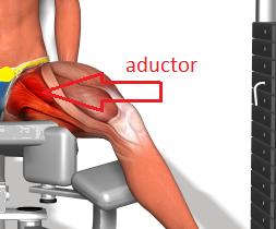 aductor