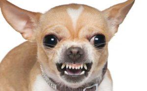 EL CHIHUAHUEÑO, PEQUEÑA GRAN FIERA