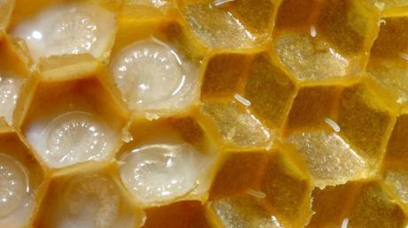 Jalea Real beneficios, formas de uso y contraindicaciones Jalea Real beneficios, formas de uso y contraindicaciones