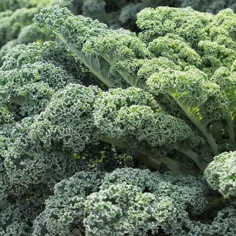 cultivar kale