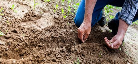 Cultivar la planta de harpagófito