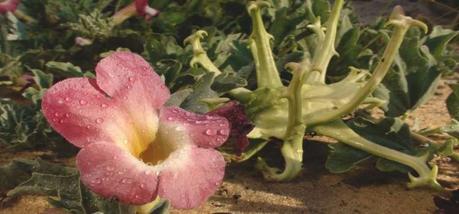 Aspecto físico de harpagófito