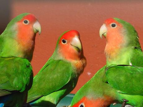 las aves que podemos tener en casa